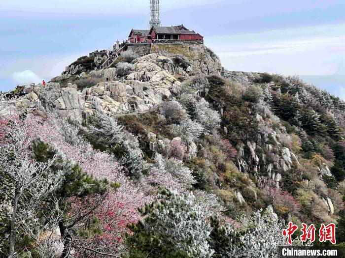 10月4日，泰山之巔現(xiàn)霧凇奇觀，冰雕玉砌、晶瑩閃爍的霧凇綴滿枝頭，一樹樹、一叢叢，甚是好看?！±捉?攝