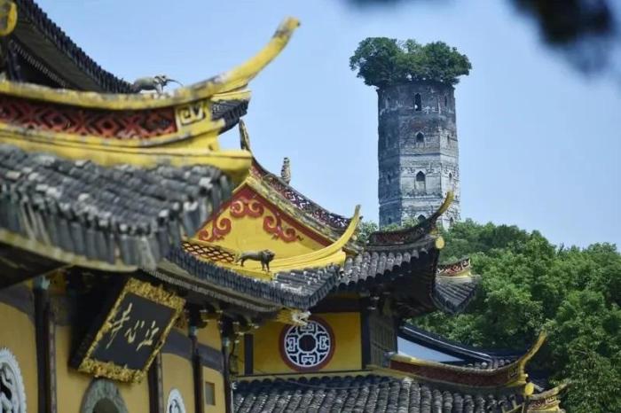 江心嶼東塔，塔頂自然生長(zhǎng)一株100多年樹齡的榕樹。圖片來源：臺(tái)灣《經(jīng)濟(jì)日?qǐng)?bào)》