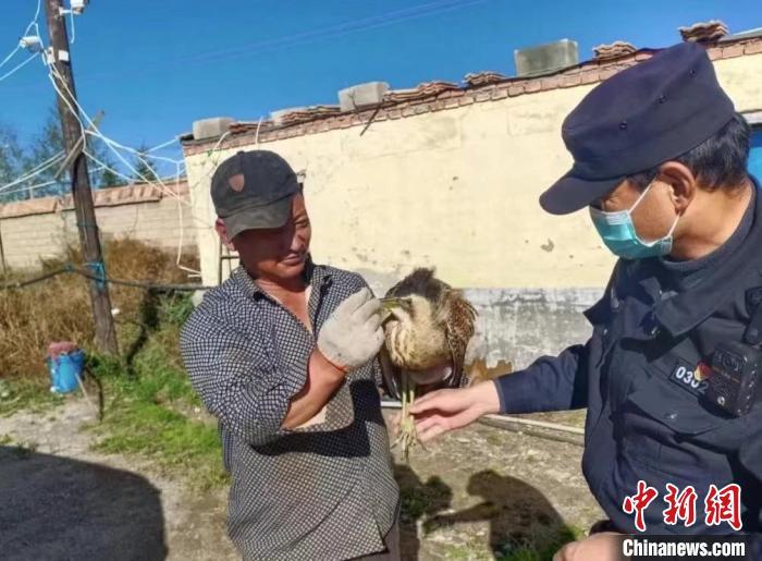 圖為被救助的大麻鳽?！∏嗪：?guó)家級(jí)自然保護(hù)區(qū)管理局供圖