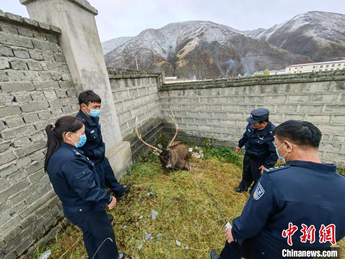 圖為民警查看白唇鹿傷勢?！》Q多縣公安局森林警察大隊(duì)供圖