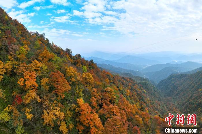 深秋的瓦屋山五彩斑斕，秋色如畫?！⒅铱?攝