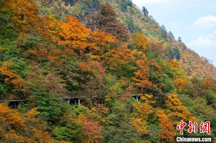 游山步道穿過彩林，美不勝收。　劉忠俊 攝