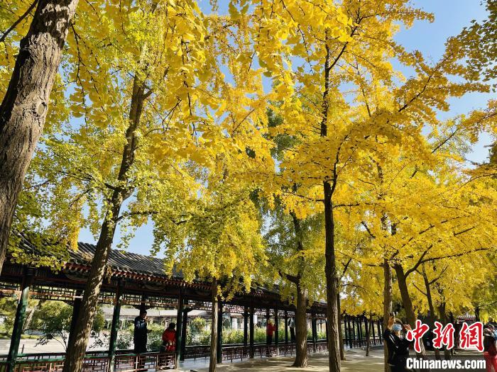 圖為中山公園銀杏林?！”本┦泄珗@管理中心供圖