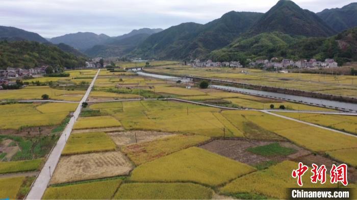 浙江袁隆平水稻試驗(yàn)田“巨型稻”迎來(lái)收割