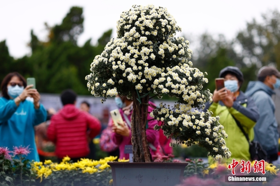 北京市第四十三屆菊花展在北海公園開幕