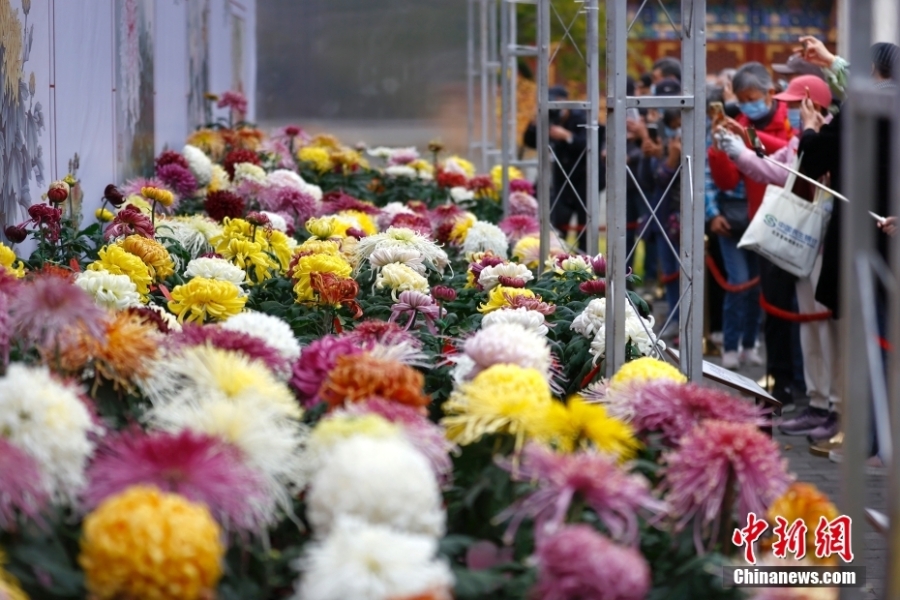 北京市第四十三屆菊花展在北海公園開幕