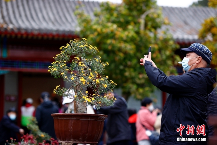 北京市第四十三屆菊花展在北海公園開幕