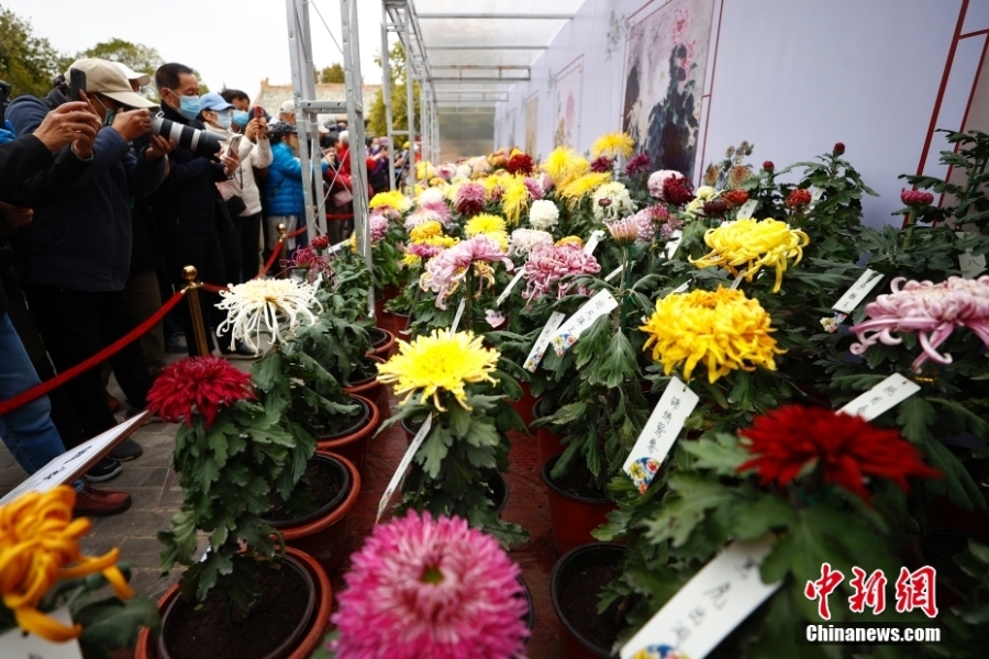 北京市第四十三屆菊花展在北海公園開幕