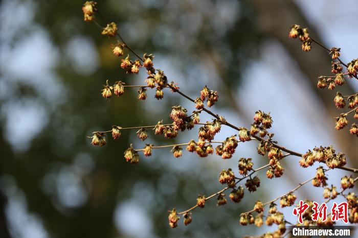 銀縷梅的花沒有花瓣，十分稀奇。　南京中山植物園供圖