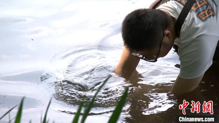 孫堅在西湖水中種水草?！∥骱蚬芾硖幑﹫D