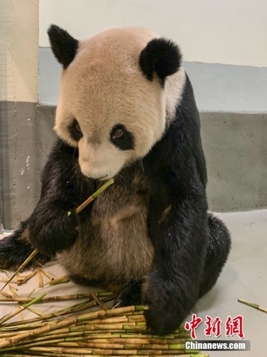 2022年11月2日，大熊貓團團在臺北市立動物園內(nèi)吃竹筍。圖片來源：視覺中國