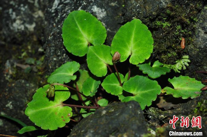 貴州發(fā)現(xiàn)植物新種“世緯堇菜”被初步評(píng)估為極危狀態(tài)