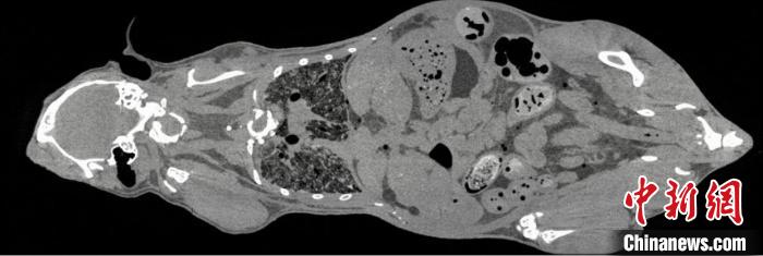 鼠全身成像?！≈锌圃焊吣芩?供圖