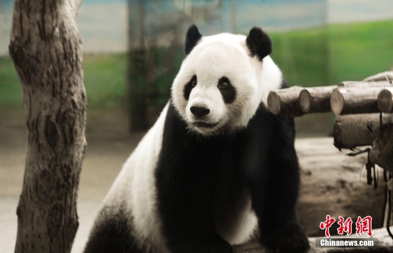 資料圖：2013年8月4日，臺北市立動物園內(nèi)熊貓館的大熊貓“團團”。當日，大熊貓寶寶“圓仔”的滿月，臺北市立動物園熊貓館人聲鼎沸，因媽媽“圓圓”坐月子無法同大家見面，大熊貓爸爸“團團”就成了民眾參觀的目標。<a target='_blank' href='/'>中新社</a>記者 劉震 攝