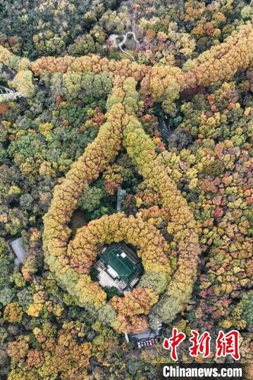 航拍南京紫金山。　泱波 攝