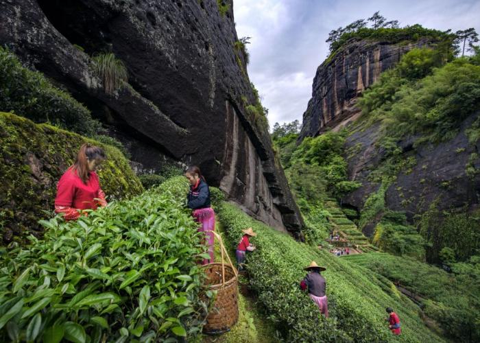 采茶工在福建武夷山茶園采茶。