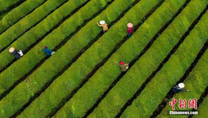 航拍江西省新余市渝水區(qū)水北鎮(zhèn)1000多畝生態(tài)茶園。 趙春亮 攝