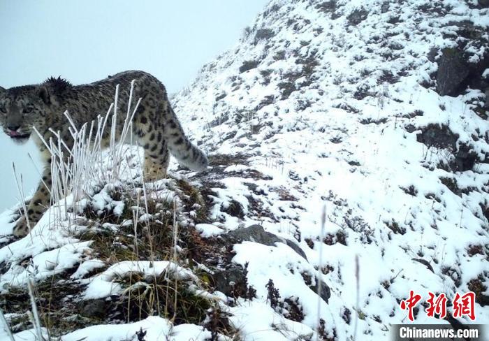 雪豹現(xiàn)身大熊貓國(guó)家公園汶川園區(qū)