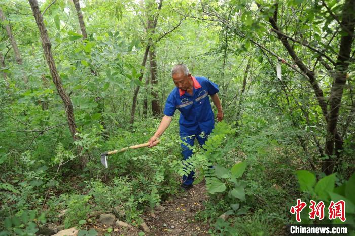 圖為張鶴珊巡護(hù)中用鐮刀開路。(資料圖) 曹建雄 攝