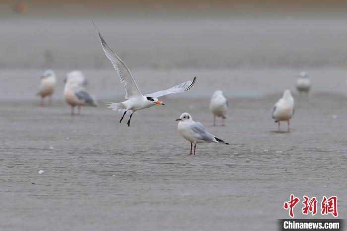 中華鳳頭燕鷗張開雙翅低空盤旋 王大勇 攝