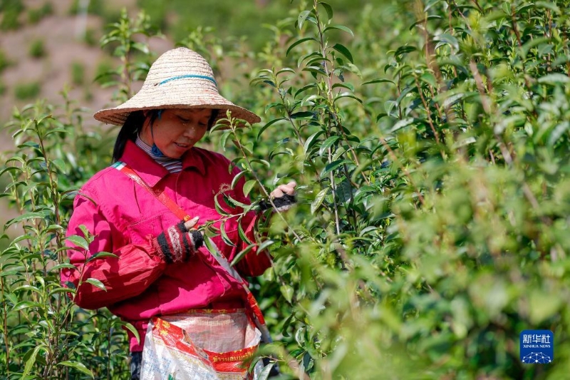 3月28日，茶農(nóng)在祁門縣一處生態(tài)茶園里采摘祁門紅茶鮮葉。（圖源：新華社）