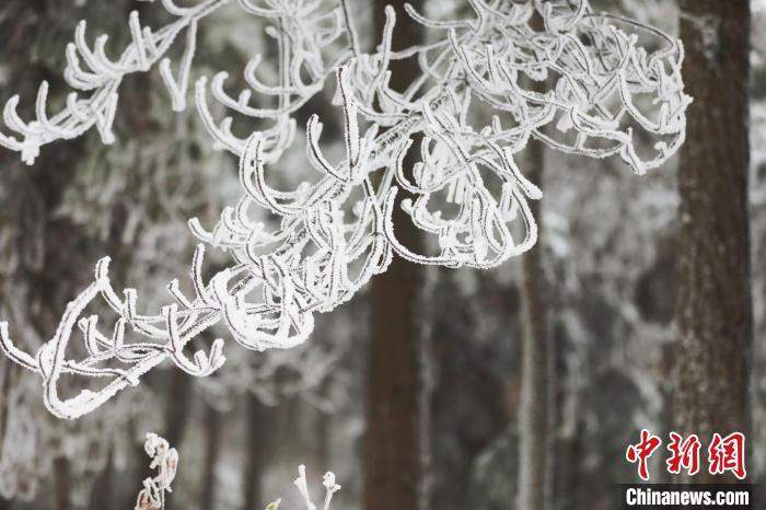 資料圖：森林在紛紛揚(yáng)揚(yáng)的大雪中變得銀裝素裹?！≈焐?攝