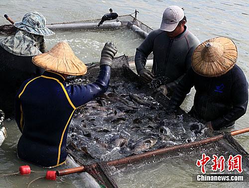 資料圖：臺(tái)灣漁民正在捕撈石斑魚。<a target='_blank' href='/'>中新社</a>記者 關(guān)向東 攝