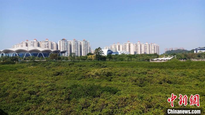 圖為防城港市北部灣海洋文化公園內(nèi)紅樹林郁郁蔥蔥?！●T抒敏 攝