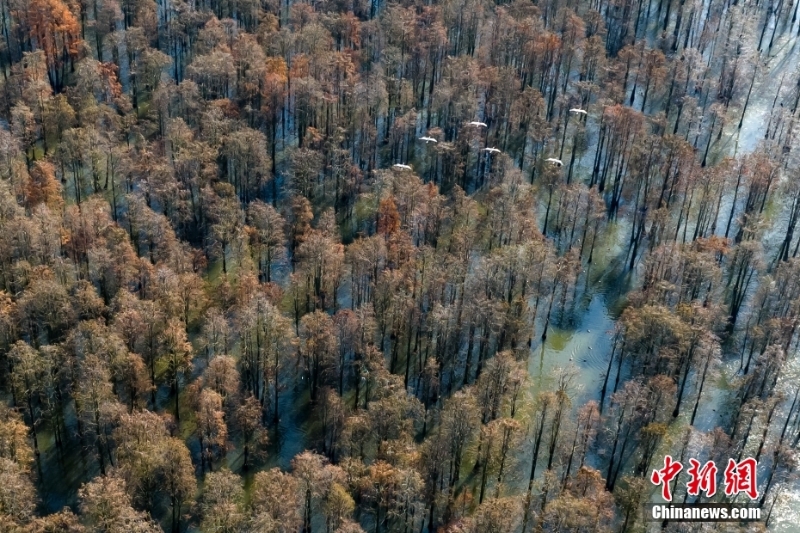 航拍“鳥(niǎo)類天堂”池杉湖濕地冬日壯闊生態(tài)景觀