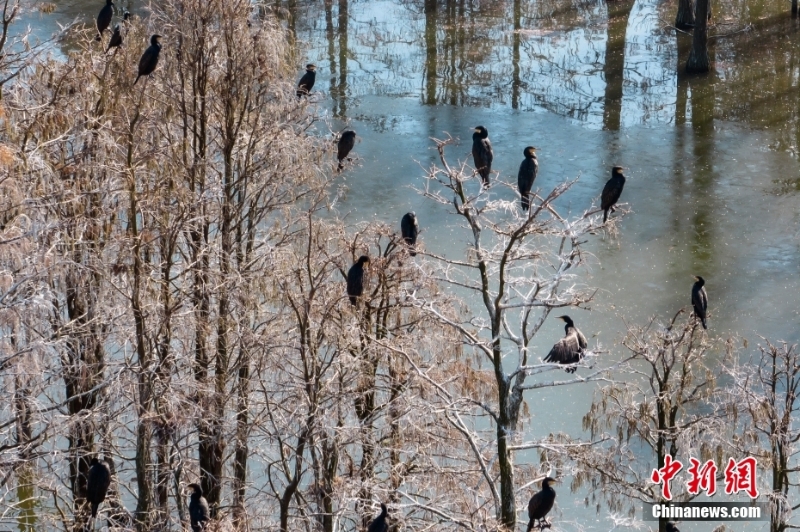 航拍“鳥(niǎo)類天堂”池杉湖濕地冬日壯闊生態(tài)景觀