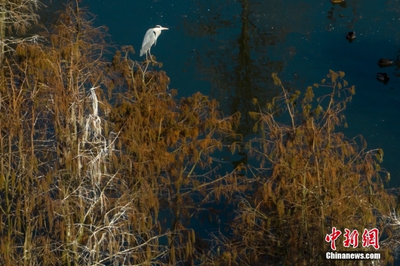 航拍“鳥(niǎo)類天堂”池杉湖濕地冬日壯闊生態(tài)景觀