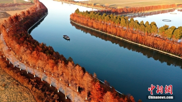 江蘇海安：水杉換“紅裝”