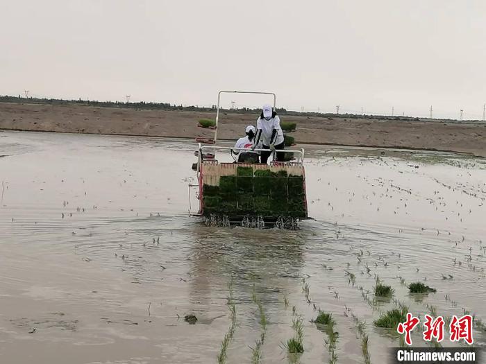 海水稻緣何在離海最遠(yuǎn)的新疆獲得高產(chǎn)？