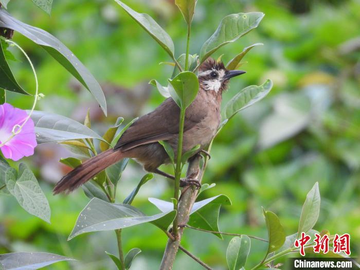 圖為鳥(niǎo)類(lèi)白頰噪鹛?！≠F陽(yáng)市委宣傳部供圖