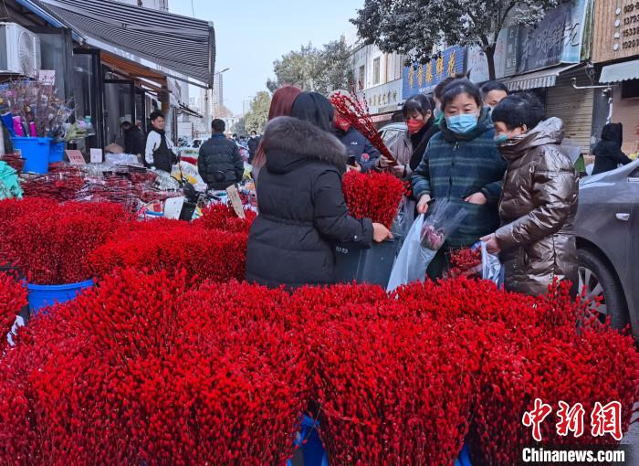 圖為春節(jié)期間的花市幾乎成為“紅色汪洋”?！钣㈢?攝