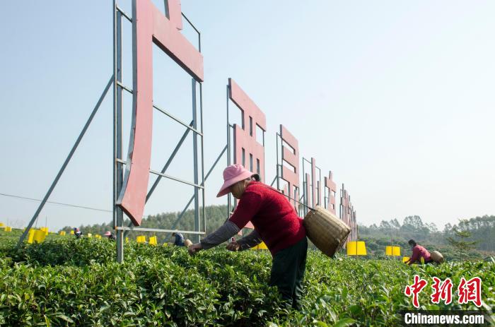 民眾在廣西靈山有機(jī)茶葉種植示范基地采茶?！〉岳顝?qiáng) 攝