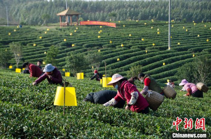 民眾在廣西靈山有機(jī)茶葉種植示范基地采茶?！〉岳顝?qiáng) 攝