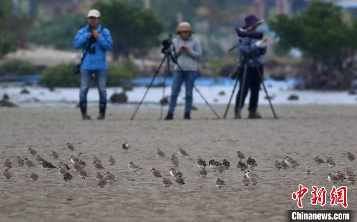 2023海南越冬水鳥調查?！≌{查隊供圖