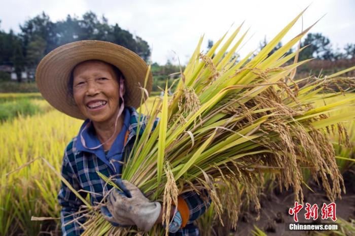 資料圖 圖為農(nóng)民喜獲豐收。劉興敏 攝