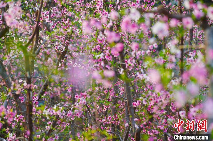 圖為盛開的桃花?！『鷩鴦P 攝