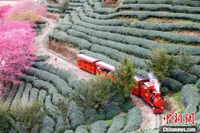 為增強(qiáng)游客體驗(yàn)，永福櫻花茶旅景區(qū)新增小火車等多種項(xiàng)目?！↓垘r市融媒體中心供圖