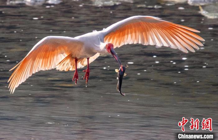 陜西漢陰：生物多樣性保護(hù)成效顯著成群朱鹮落戶(hù)安家