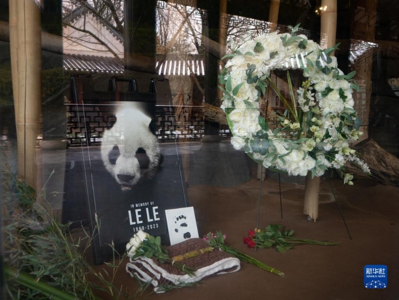 2月4日，美國田納西州孟菲斯動(dòng)物園擺放了紀(jì)念大熊貓“樂樂”的照片和鮮花。（圖源：新華社）