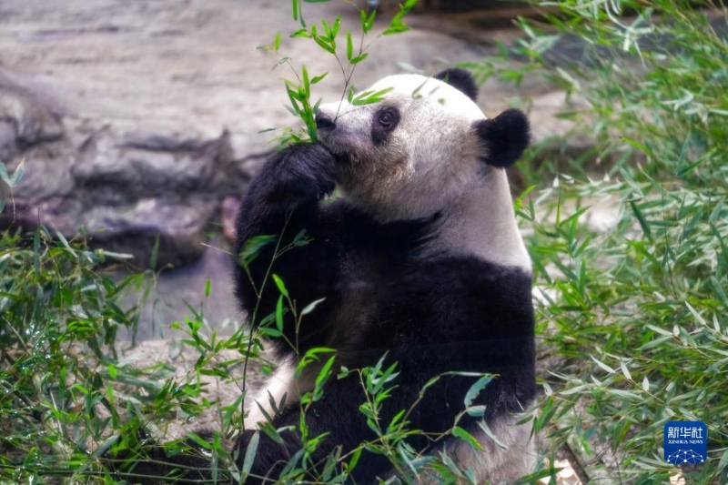 這是2月19日在日本東京上野動(dòng)物園拍攝的大熊貓“香香”。（圖源：新華社）