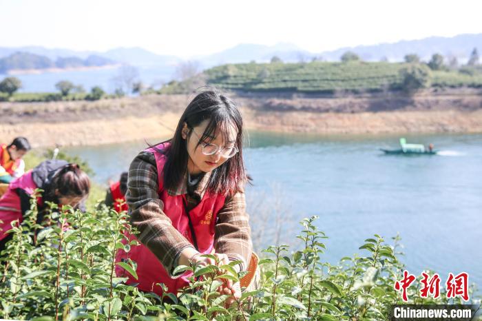 志愿者采摘千島湖茶?！⊥踅ú?攝