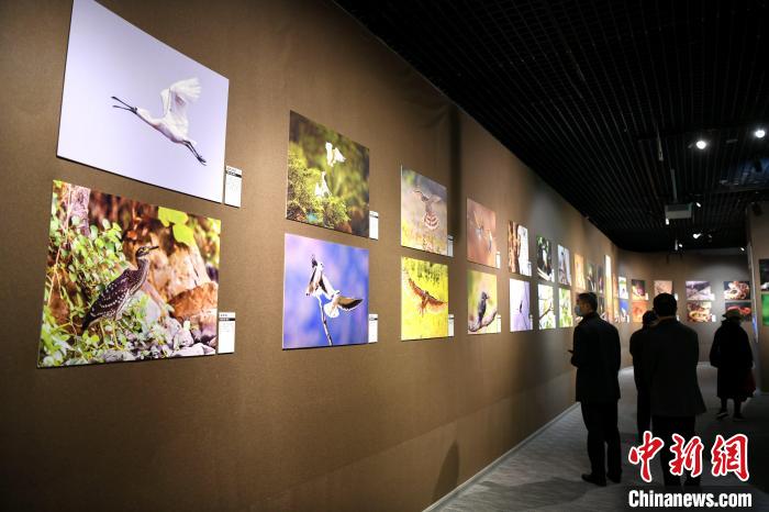 市民觀看精美的鳥類圖片展?！⊥鯑|明 攝