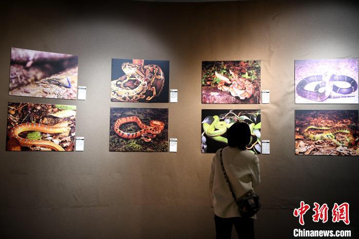 市民觀看精美的野生動物圖片展?！⊥鯑|明 攝