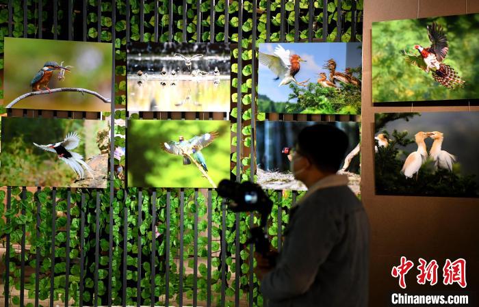 市民觀看精美的鳥類圖片展?！⊥鯑|明 攝