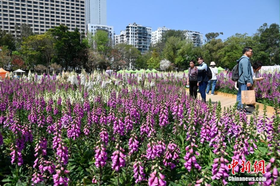 香港花卉展覽開幕 吸引大批市民賞花