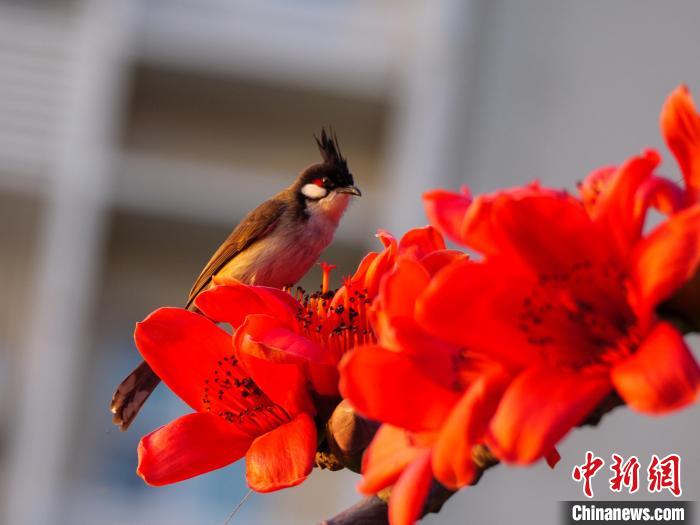 木棉花開，吸引鳥兒覓食嬉戲?！×栝?攝